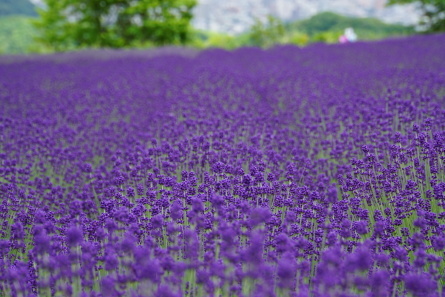 c0138327_22342451 | 工房Smith札幌