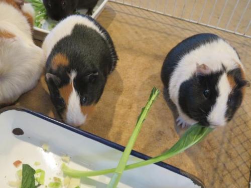 molmot | 工房Smith札幌 モルモットのふれあい教室【円山動物園】