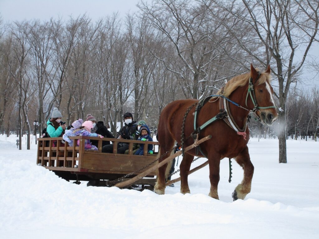 yukisori | 工房Smith札幌 馬そり【サッポロさとらんど】