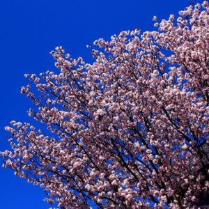 札幌の春デートはどこにする？カップルにおすすめのスポット12選