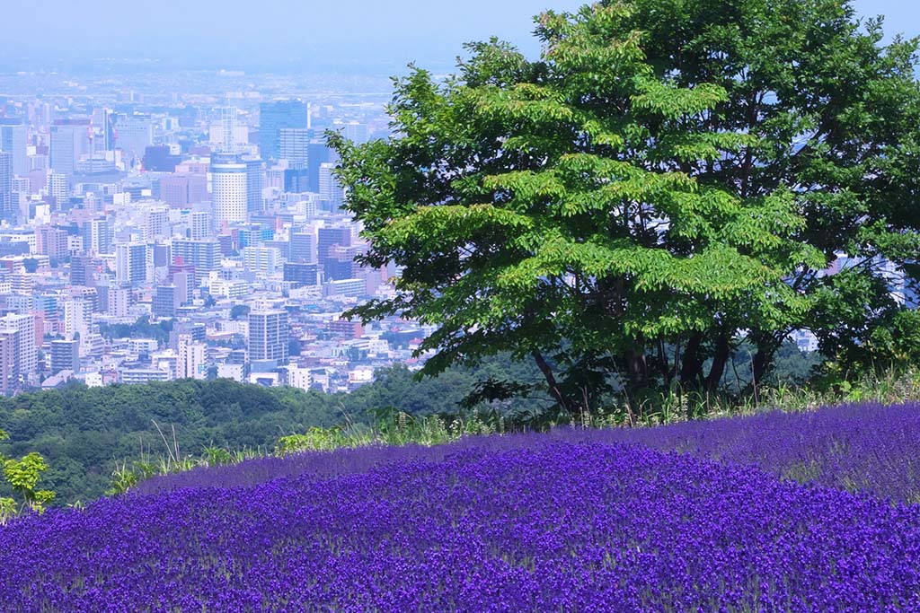 homitoge | 工房Smith札幌 幌見峠